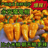 魔鬼辣椒超辣福建永安特产黄椒灯笼椒正宗变态特辣新鲜现摘农家 特辣新鲜魔鬼辣椒1斤