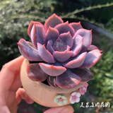 多肉植物组合盆栽小绿植花卉玉露大颗好养室内精品肉肉阳台喜光 菲欧娜3-4cm加盆土