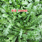 昂启蔬菜种子四季播盆栽阳台庭院香菜生菜菠菜小葱简单秋易种籽孑大全 荠菜 约800粒