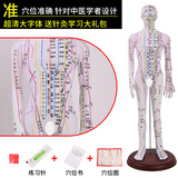 蓝蝶52 62CM人体针灸模型人经络穴位中医全身十二铜人模特图扎针练习小皮人超清晰刻字大字体人体模型 52CM白男软模（可扎针）超清彩色