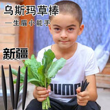 美媞秀新疆乌斯曼草棒生眉笔浓密眉笔乌斯玛发际线生加长眉毛增长笔男女 两根草棒