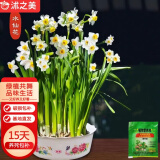 沭之美水仙花大种球水培绿植 漳州水仙种球3个+塑料盆 源头直发