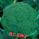 西兰花种子春夏秋季花椰菜籽耐热抗寒四季绿菜花青花菜种 【当季新种】西兰花种子90天 【日限300份】2宋2发4包