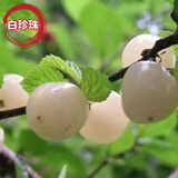 CHUANGSHIJI樱桃树苗 大果树果苗 果树苗北南方种植当年结果樱桃苗 樱桃树 白珍珠5年苗(多分叉,造型苗） 80cm(含)-89cm(含)