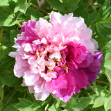 绿达牡丹花苗盆栽大苗洛阳正宗带花苞牡丹花种四季重瓣花卉牡丹花树苗 牡丹苗花二乔（3-6枝条）+肥料1