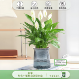绿有意白掌盆栽一帆风顺水培植物室内好养花卉绿植水养四季开花植物盆栽 【网红款】白掌-繁星盆 含盆