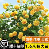 坤卉蔷薇花苗爬藤耐寒藤本月季特大爬墙花卉阳台盆栽庭院植物四季开花