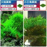 疯狂水草（FKSC）莫斯水草活体植物鱼缸造景底部前景套餐懒人阴性莫斯树沉木水榕 三角火焰莫斯组合