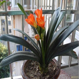 带盆带土6年大苗绿植盆栽室内精品花卉君子兰花苗花卉室内花卉鲜花花卉室内盆景盆栽绿植君子兰苗素颜 国兰君子兰10片以上