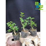 馨音微型小品盆景对节白蜡小微型盆景苗对接白腊树桩盆景  碧湘园艺 随机发货粗1.5-2cm左右 不含盆