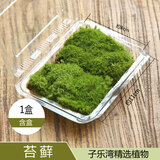 苔藓微景观植物苔藓植物鲜活青苔小草盆栽微景观植物diy材料 苔藓