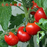 唯友（五颗起拍蔬菜苗番茄苗韭菜根春季黄瓜辣椒苗子阳台庭院种植 大西红柿苗（5颗）