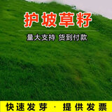 萌蕴（MengYun）进口草坪种子草籽四季常青免修剪护坡草种别墅耐庭院护坡耐寒耐旱 护坡草籽
