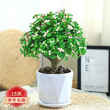 花友独杆金枝玉叶多肉植物绿植花卉办公盆栽室内盆景好养植物 独杆金枝玉叶+菱形陶瓷盆