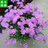 孙凯（SUNKAI）菊花盆栽荷兰菊花卉绿植小雏菊千头菊玛格丽特菊蓝目菊 姬小菊 不含盆