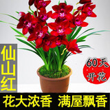 玫绚爆盆15苗 高质量 世界超香兰花 四季开花 防蚊 净化空气 仙山红 15苗连体 带黑色软带盆土