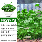 疯狂水草铜钱草鱼缸植物水草植物净化水质水养植物约50-100根源头直发包邮