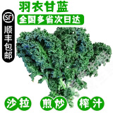 【顺丰】羽衣甘蓝 新鲜沙拉菜 都市健康轻食蔬菜 羽衣甘蓝500g