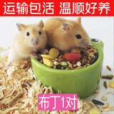 仓鼠活体仓鼠幼崽活的的小仓鼠仓鼠宝宝活物小仓鼠宠物用品仓鼠 布丁情侣1对(一公一母)