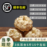 水果蔬菜百合新鲜25年宜兴鲜百合食用百合微苦散装卷丹产地直发 两斤散装 4头