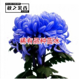 菊花花苗大菊花苗室内外观花阳台庭院花卉绿植物盆栽四季开花 蓝冰