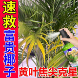富贵椰子肥料叶绿素叶面肥观叶植物焦尖枯叶黑叶病专用喷施营养液 一瓶装