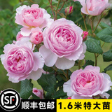 坤卉蔷薇花苗爬藤耐寒藤本月季特大爬墙花卉阳台盆栽庭院植物四季开花