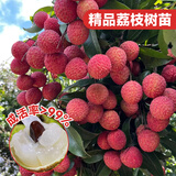 临雅荔枝树苖果树盆栽嫁接水果树苗庭院好养源头直发妃子笑1棵60-80cm