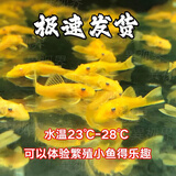 黄金大胡子鱼大帆红蓝眼胡子24K胡子除藻工具鱼清洁鱼 黄金胡子2.5-3cm2条