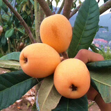 尔澜1cm大五星枇杷树苗果树苗露天种植水果苗木枇杷苗耐寒源头直发