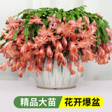 花翁新品蟹爪兰盆栽绿植花卉 橘橙色50-60颗+仿木桶盆源头直发