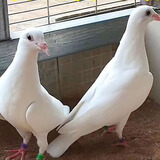 信鸽鸽子活体血统鸽成绩赛鸽幼鸽种鸽清棚鸽外血种鸽一对詹森信鸽 纯白幼鸽 一只母