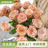 云南鲜花批发品质玫瑰百合水养鲜切花送女友生日礼物源头直发 卡布奇诺-20支 【任选2件—不收运費】