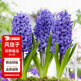 花翁荷兰进口风信子种球水培阳台盆栽球根花卉 蓝色2个球源头直发