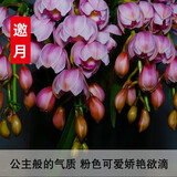 劉閣蘭花兰花苗 新品经典色花荷瓣 江山 冬带花苞出售阳台好养花卉盆栽 邀月3苗连体，带花肥