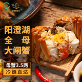 【活蟹】湖塘煙雨 阳澄湖大闸蟹全母蟹3.5两8只鲜活螃蟹海鲜礼盒现货河蟹生鲜水产
