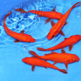 【包活包损】锦鲤活鱼观赏鱼活体好养耐活冷水淡水鱼日系锦鲤金鱼 3条红色火鲤 11--13cm