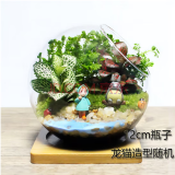 淘舞桌面植物 微景观 创意植物 迷你盆栽 DIY植物 苔藓生态瓶 小梅龙猫12cm斜口带垫子送喷壶