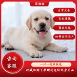 蒂瑞科纯种拉布拉多犬大型犬家养拉布拉多幼犬神犬小七巡回导盲犬宠物狗 宠物级 宠物级