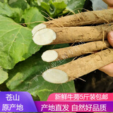 旷古农业黄金牛蒡根新鲜2.5kg 现挖山东牛蒡苍山特产 牛蒡茶原料 5斤新鲜牛蒡