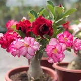 萌肉居沙漠玫瑰四季种植盆栽花卉绿植长花期室内随机色原盆土源头直发
