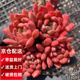 两腿跑【顺丰送货上门】多肉植物带盆桌面盆栽组合绿植花卉幼儿园盆栽 红宝石(带盆栽好)