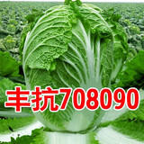 大白菜种子丰抗70天80天90天白菜种子秋播耐寒越冬早中晚熟白菜孑 丰抗90白菜种子【1包 约500粒】
