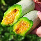 鲁禧山东特产源头直发羊角蜜甜瓜脆甜多汁春季头茬新鲜香瓜孕妇水果 羊角蜜 3 斤装