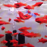 采缇（CAITI）红剑鱼 发财鱼 胎生鱼 热带鱼 红箭鱼 直接生小鱼好养 特:小红剑5条(3-4cm)