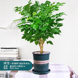 绿荫巷子幸福树绿宝绿植盆栽桌面植物办公室客厅吸甲醛好养易活四季常青 【加仑盆含托】大幸福树 约50cm