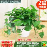 思兰绿萝盆栽大盆景室内新房吸除甲醛鲜活绿植物花卉长藤大叶绿箩批发 180大波纹储水绿萝【2盆】带藤