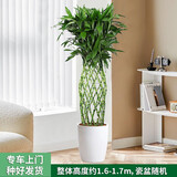 绿韵花田【两小时达】发财树鸿运当头天堂鸟大型绿植公司门口乔迁送礼 富贵竹笼