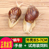 宠以沫（CHONG YIMO）宠物活体白玉蜗牛宠物蜗牛包活观赏活体巨型学生套餐 蜗牛三只（包损2只）