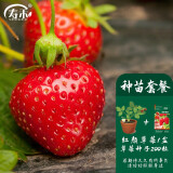 寿禾草莓苗带土发货大苗寿禾苗场四季带盆栽好春夏批发奶油秧苗 种苗套餐 红颜草莓1盆+200粒种子